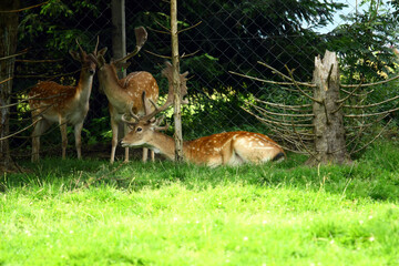 Fallow deer