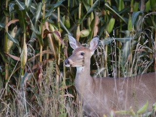 White Tail Deer