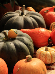 Colorfull pumpkins on a market. Autumn harvest