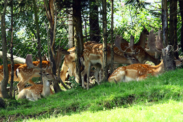 Fallow deer