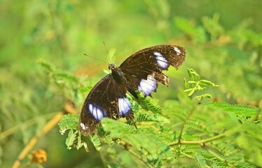 danaid eggfly