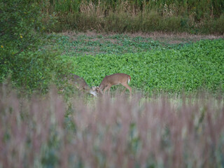 White Tail Deer