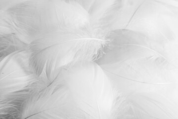 Beautiful abstract gray feathers on white background and soft white feather texture on white pattern and dark background