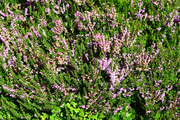 Darley Dale heath
