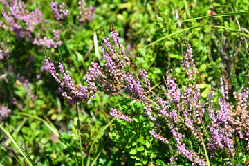 Darley Dale heath