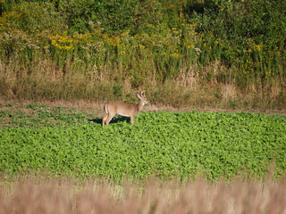 White Tail Deer