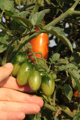 Growing tomatoes. Plant in the backyard.