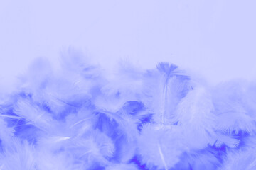Fototapeta na wymiar Beautiful abstract purple feathers on white background and soft white pink feather texture on dark pattern and light blue background, colorful feather, purple banners
