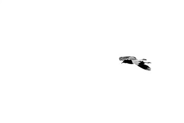 Bone bird gliding through the air with its wings spread 