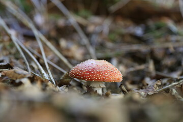 Fliegenpilz Pilz im Wald