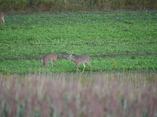 White Tail Deer