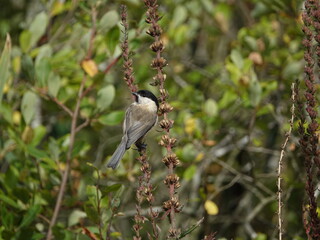 willow tit (Poecile montanus)