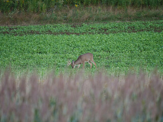 White Tail Deer