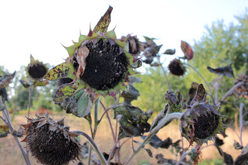 Dry black sunflowers on the autumn field. Fall season