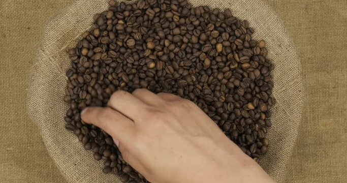 Farmer controls the quality of the coffee beans in the bag. Hand examines the seeds.