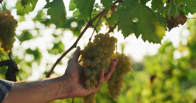 Authentic close up shot of successful farmer or winemaker is cutting and picking ripe grape bunches from vines during wine harvest season in vineyard for further high quality wine production.