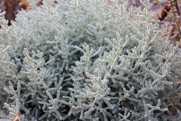 Santolina chamaecyparissus or Lavender Cotton with silver-gray foliage growing in the autumn garden.