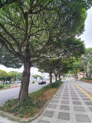 가로수