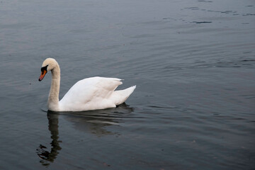 Cigno adulto fotografato nel Lago Maggiore.