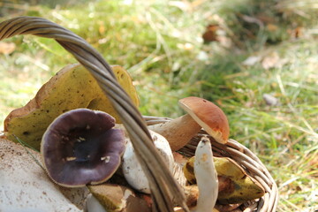 a full basket with edible mushrooms like cepe in sunlight on a meadow in forest