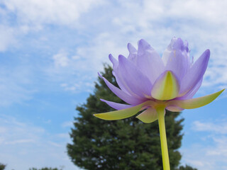 日本の一宮市の公園で咲いている蓮の花