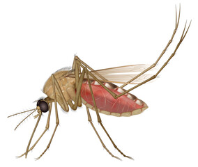 Mosquito is any member of a group of about 3,500 species of small insects belonging to the order Diptera (flies). Mosquitoes have  segmented body, one pair of wings, one pair of halteres, three pairs