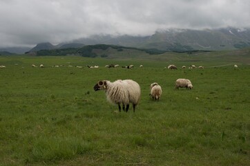 Durmitor national park and Piva Lake in Mountains of Montenegro