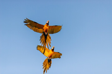 Macaw in flight