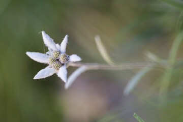 Edelweiss flower in the field.