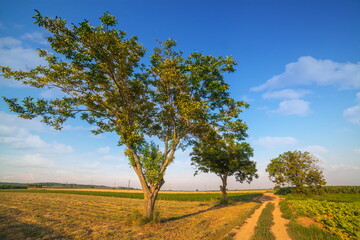 Fototapeta premium Summer landscape in Serbia, Europe