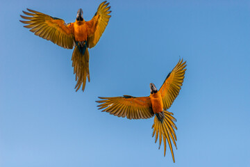 yellow billed kite © Renato zaar