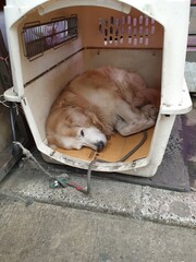 강아지 개 대형견 잠 취침 집 개집