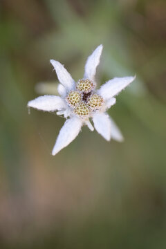 Edelweiss flower in the field.