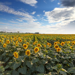 Fototapeta premium Summer landscape in Serbia, Europe