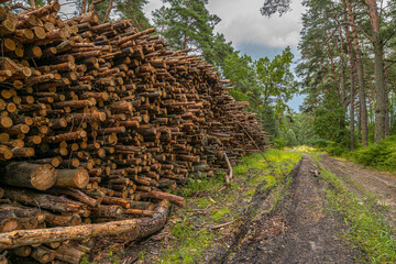 Fototapeta na wymiar Deforestation concept. Stumps, logs and branches of tree after cutting down forest