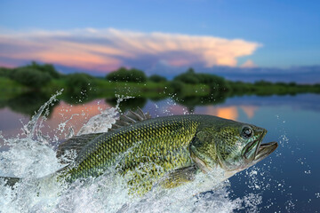 Bass fishing. Largemouth perch fish jumping with splashing in water