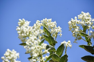 Bunch of white flowers