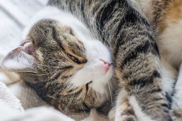 An adult tabby cat is lying on a light blanket. Selective focus, close-up. Cat day