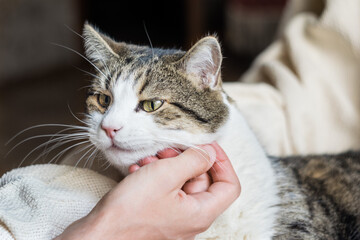 Male hand stroking a cat. Cat is lying on a light blanket. Selective focus. Cat day