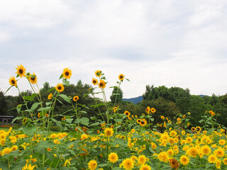 愛知県一宮市のひまわりが咲き乱れる公園
