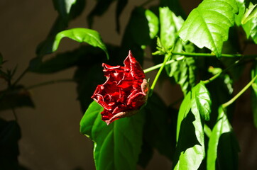 Bright large flower of Chinese hibiscus, China rose or Hibiscus hawaiian plant in sunlight. Nature concept for design.