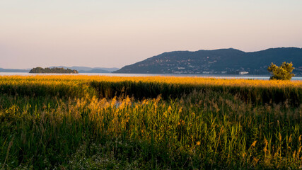 Canneto della riserva naturale di Fondotoce (Verbania), Lago Maggiore, Piemonte, Italia.