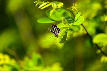 Butterfly on a tree leaf