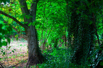 A play of colors in a beautiful park