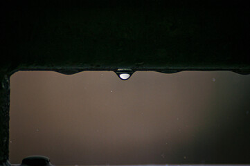 plantas em dia de chuva