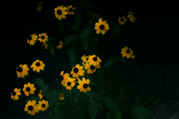 Rudbeckia flowers bright yellow closeup grow in the garden in the flowerbed. Yellow autumn Rudbeckia flowers on dark green background.