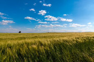 Fototapeta premium Summer landscape in Serbia, Europe