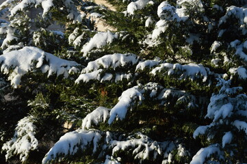 Snow covered trees after winter.