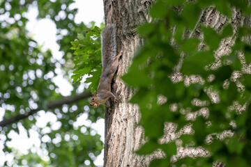 Squirrel on a tree with an acorn in its mouth
