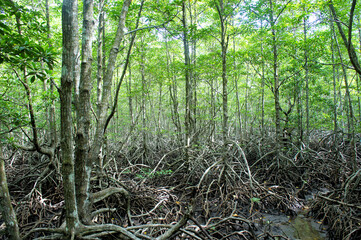 Amazing trees in the mangrove forest. Philippines.